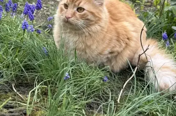 Chat perdu, Savigny-sur-Orge, photo: Chat roux tigré perdu à Savigny