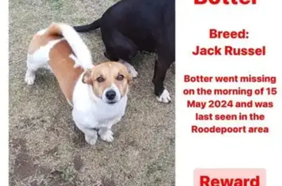 Lost Jack Russell: Botter, White & Brown - Help!