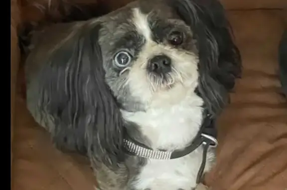 Lost Male Shih Tzu: Blue & Brown Eyes - 5510 Dione!