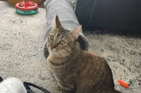 Lost Young Torbie Cat - Johnson Dr, Fort Collins