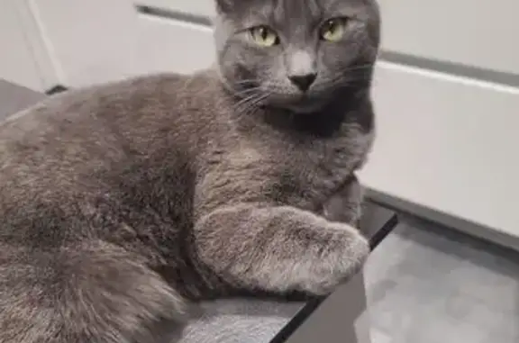 Animaux perdus , photo: Chat gris perdu à Raon-l'Étape