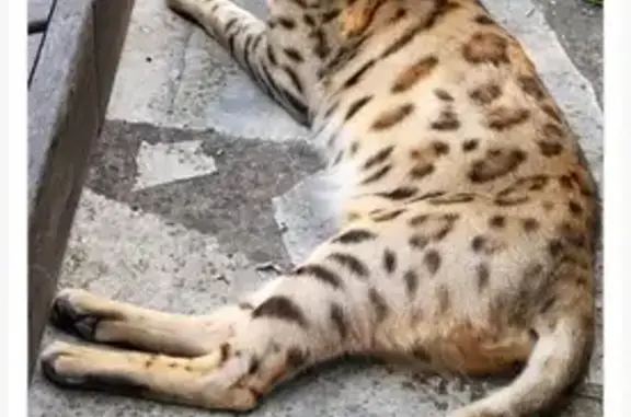 Animaux perdus La Seyne-sur-Mer, photo: Chat âgé perdu à La Seyne 12/05