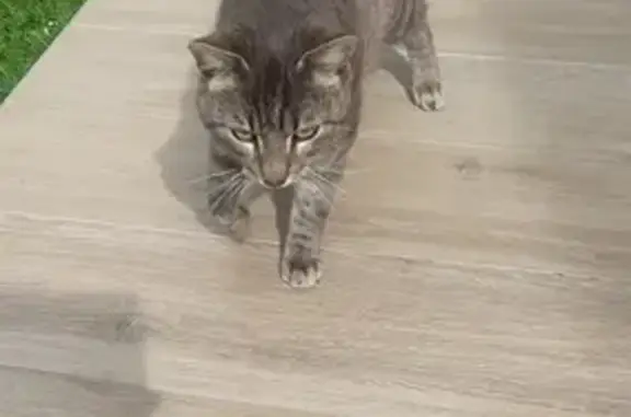 Chaton tigré trouvé à Chessy - photo