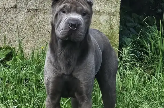 Shar-Peï Perdu à Scey-sur-Saône - photo