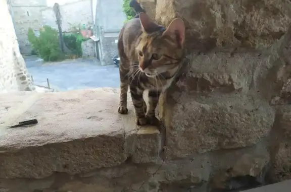 Chat perdu, , photo: Chatte tigrée perdue à Uzer