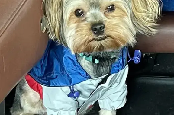 Lost Yorkie! 6lbs, Black/Tan -...