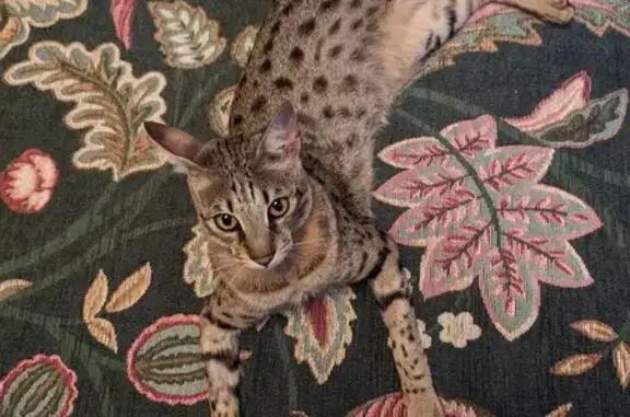 Lost Male Spotty Cat - Broad Ha'Penny 26!
