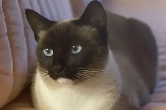 Lost Siamese Cat: White Paws & Chin - Help!