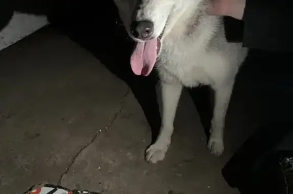 Found Husky! Sweet Female on Union St, Indy