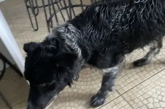 Animaux trouvés Mouthiers-sur-Boëme, photo: Chien Border Collie trouvé à Gersac