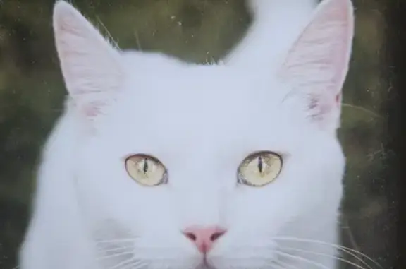 Lost White Cat, Pink Collar - Lake Ruby Ln