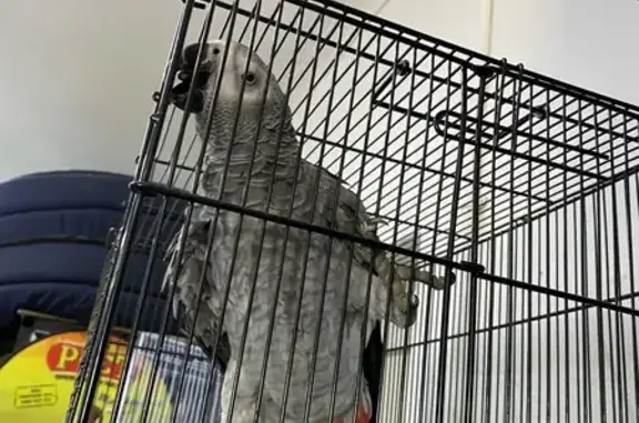 Lost African Grey Parrot Found...