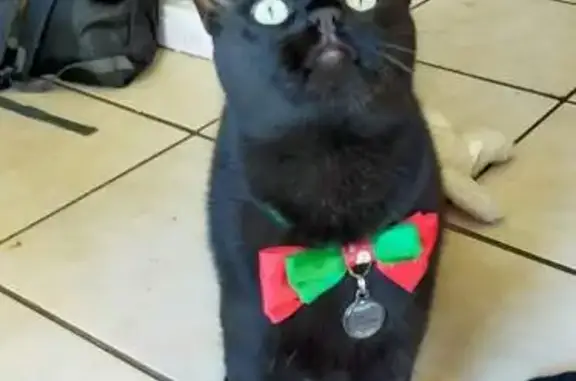 Lost Black Cat with Bow Tie - Darwin Rd Help!