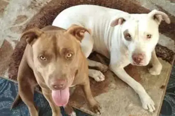Missing dog , photo: Lost Pitbulls in Pinetown: Luna & Loki! Help!