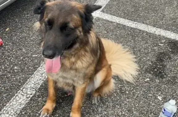 Chien berger perdu à Givors - photo
