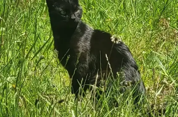 Chat noir aux yeux verts perdu - photo
