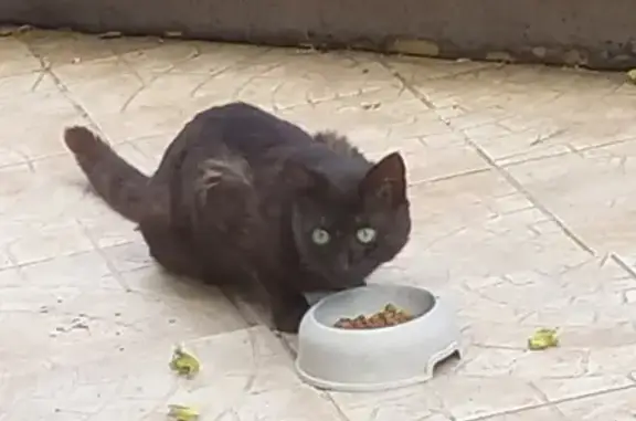Chaton marron trouvé à Belgentier - photo