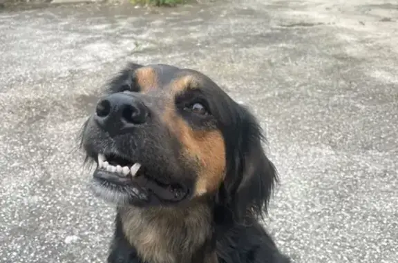 Chienne noire trouvée à La Crau - photo