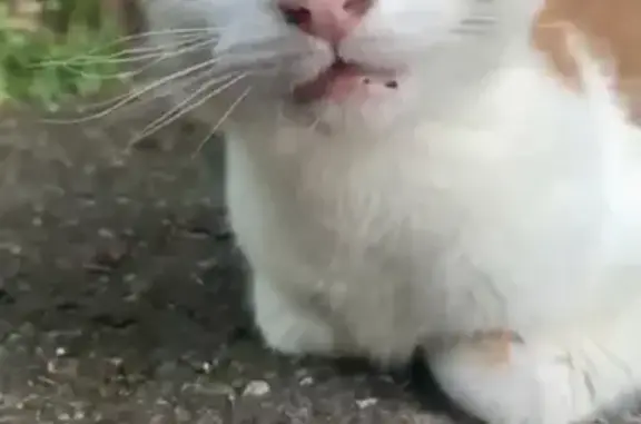 Chat retrouvé forêt Avenue Fenots - photo