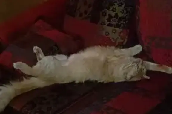 Chat perdu, Ille-sur-Têt, photo: Chat roux crème Kouki perdu