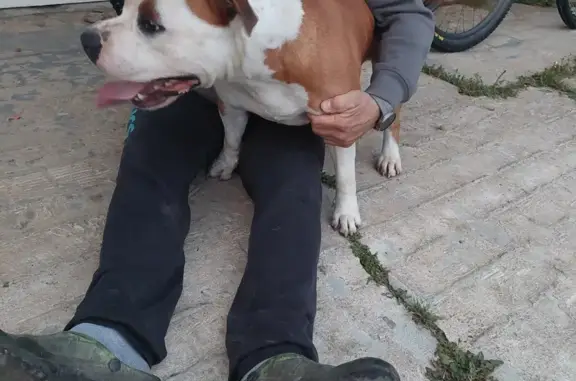Chien marron/blanc trouvé à Pujols - photo