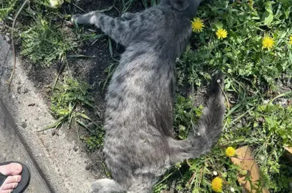 Lost Grey Tabby Found Deceased - Minneapolis