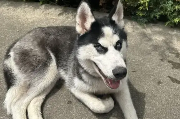 Lost Husky Found Near Garfield Park, Indy!