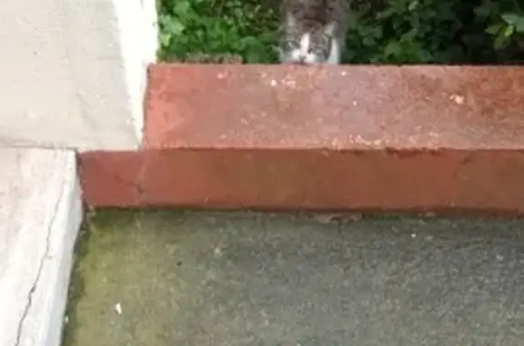 Chat trouvé Saint-Étienne, photo: Chatons et mère trouvés rue Borie