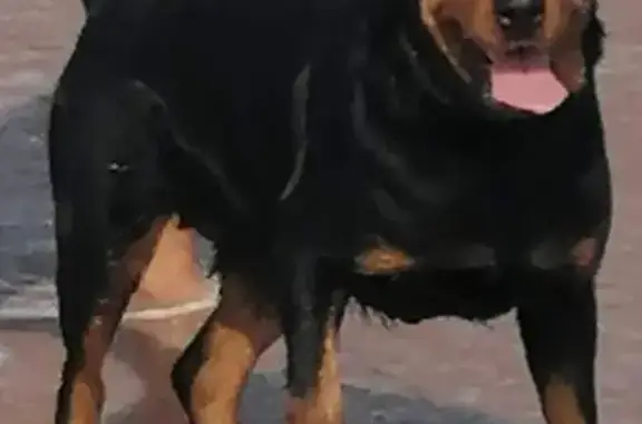 Lost Rottweiler in Ifafa Beach - Help Find Her!