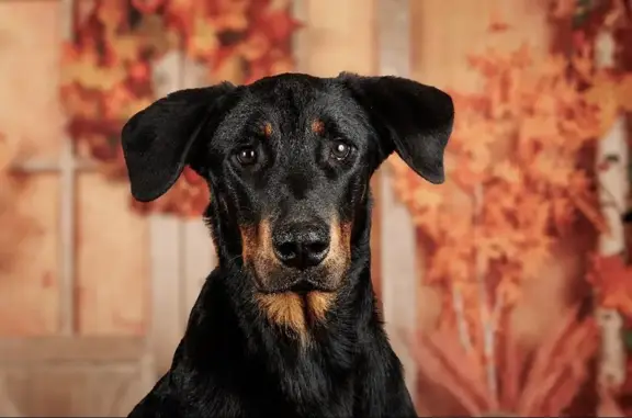 Chien Ulysse perdu - Anglet - photo
