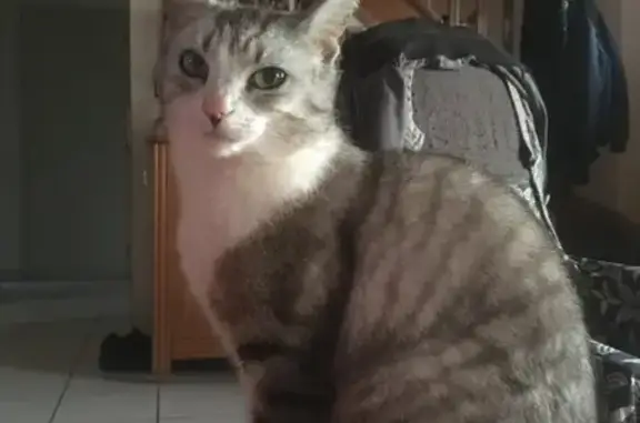 Chat perdu, Saint-Georges-sur-Baulche, photo: Chatte grise perdue à Saint-Georges