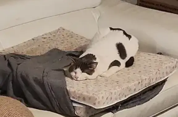 Animaux perdus Trosly-Breuil, photo: Chat borgne perdu à Trosly-Breuil