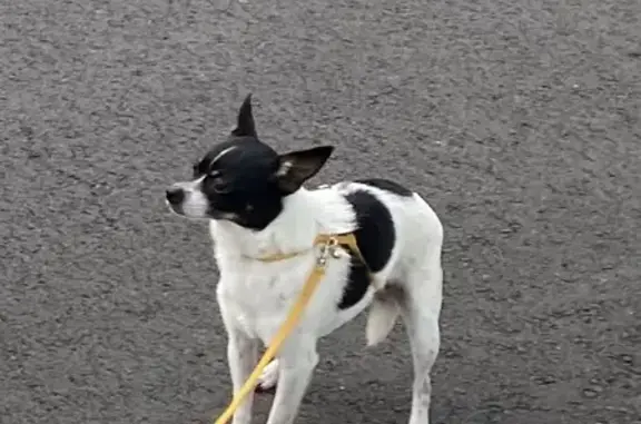 Lost Chihuahua in Fairfield -...