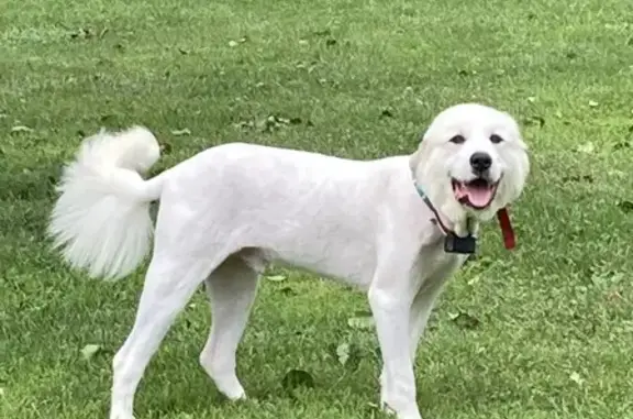 Lost White Pyrenees - Call 360-303-5674 Now!