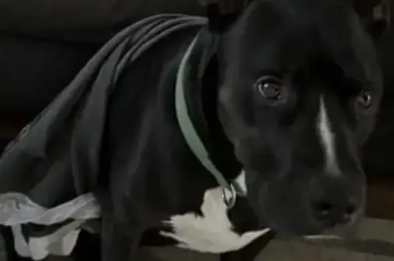 Lost Pit Bull Sammy - Black & White, Chipped