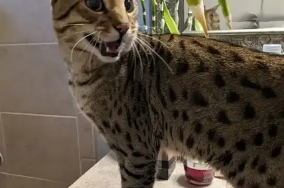 Found: Male Bengal Cat - North...