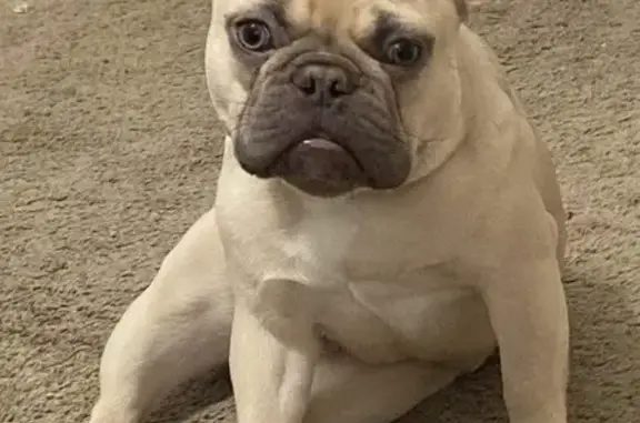 Lost Cream Frenchie Male - Windlock Dr, 2051