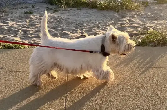 Chien perdu , photo : Avis de recherche: Igloo, westie