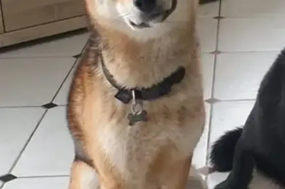 Chien perdu Craponne, photo : Chien Shiba Inu Perdu - Craponne