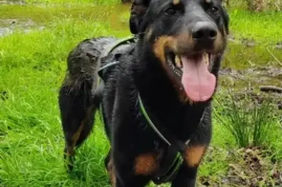 Chien perdu Valframbert, photo : Max, Beauceron perdu à Valframbert