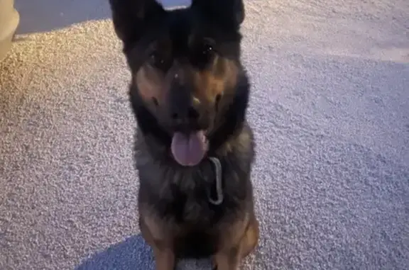 Chien Berger/Malinois Perdu Moussac - photo