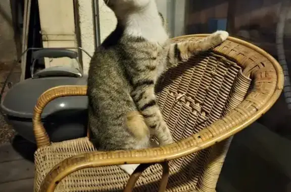 Chaton mâle trouvé à Fontaine - photo