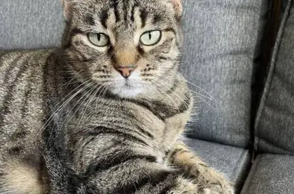 Chat perdu, La Clusaz, photo: Chat Flex perdu à La Clusaz