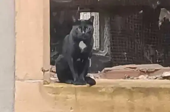 Chat perdu à Metz, rue Dupont - photo