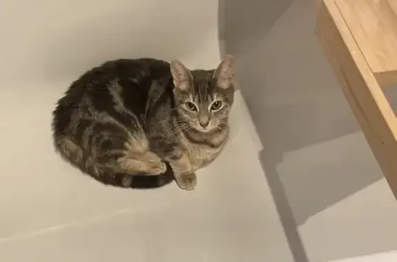 Chaton gris perdu à Rouen - photo