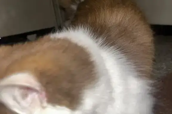 Chat apeuré trouvé à St-Savournin - photo
