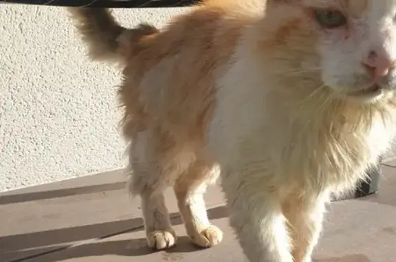 Chat roux et blanc trouvé à Quimper - photo
