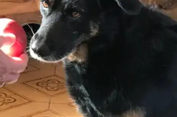 Chien perdu Laudun-l'Ardoise, photo : Chien Dora perdu, orage 16 mai