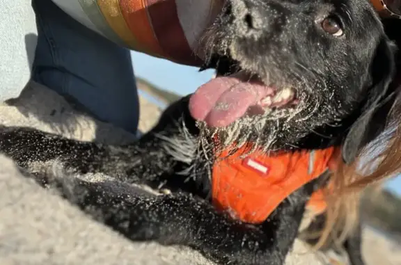 Chien perdu Ajaccio, photo : Alerte: Chien Marley perdu à Ricanto