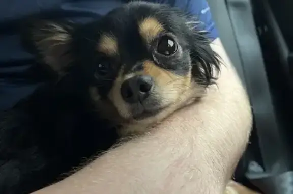 Chien perdu près du Lidl Croix - photo